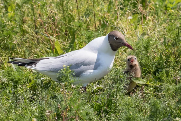 Black-headed gull feeding — Stock Photo, Image