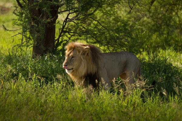 Lion scenting female — Stock fotografie