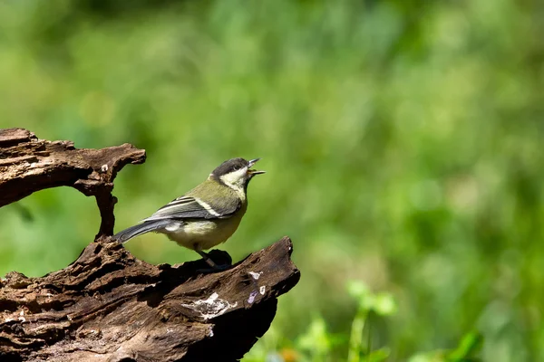 Shouting tit — Stock Fotó