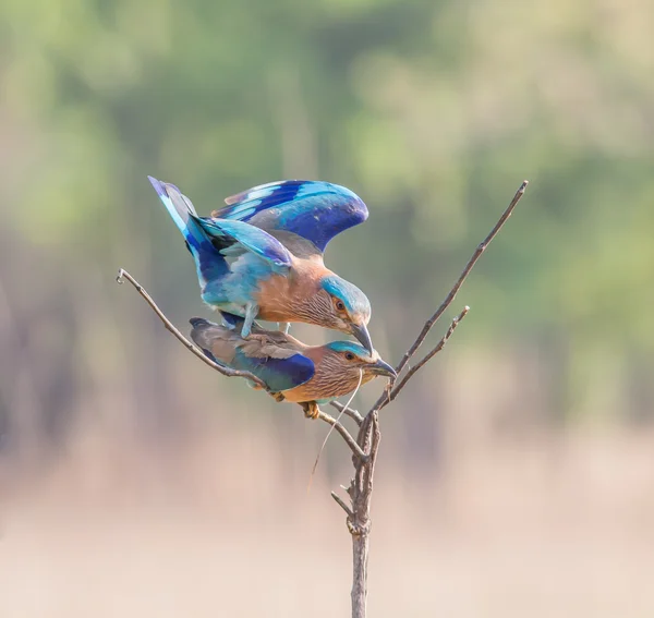 Indian rollers mating — 스톡 사진