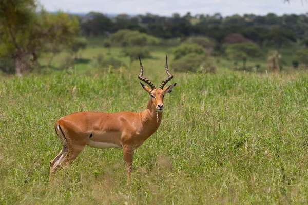 Impala — Stockfoto