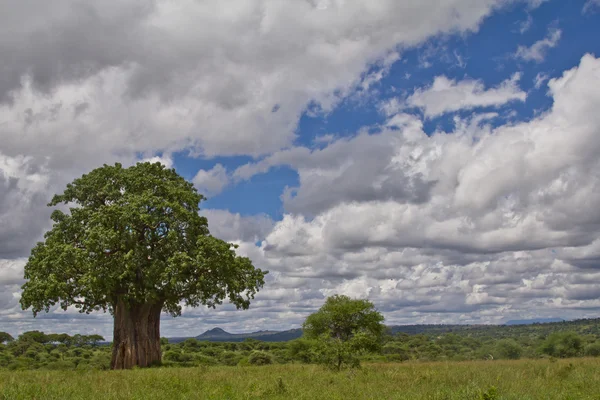 Boabab tree — Stock Photo, Image