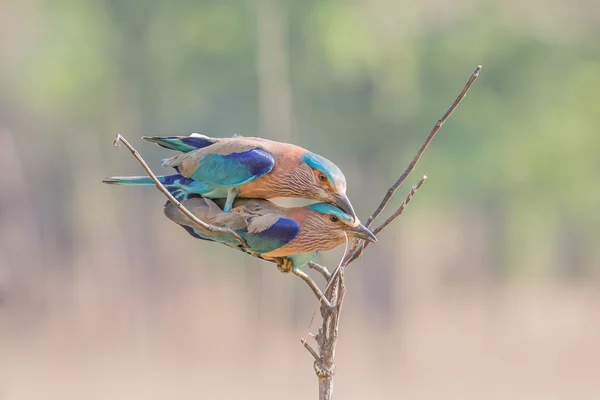 Indian rollers mating — 스톡 사진