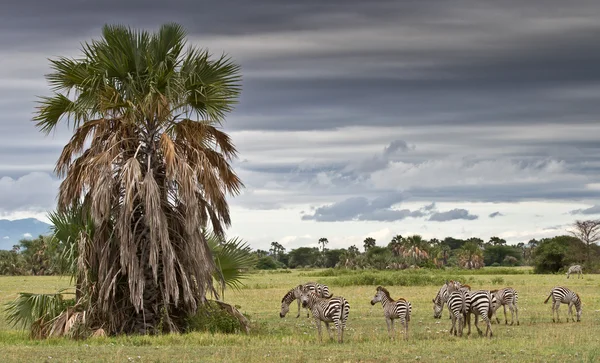 Zebras in paradise — Stock Photo, Image