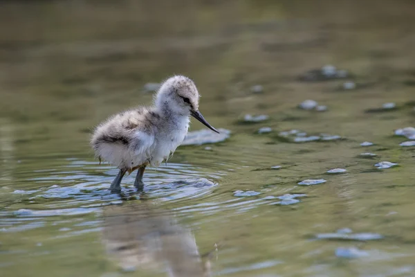 Pied avocet chick — Φωτογραφία Αρχείου