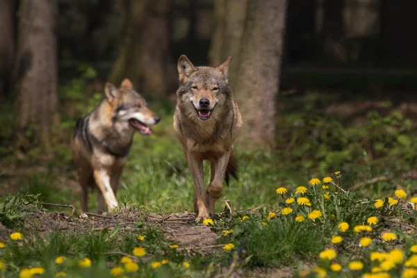 Eurasian lobo casal — Fotografia de Stock