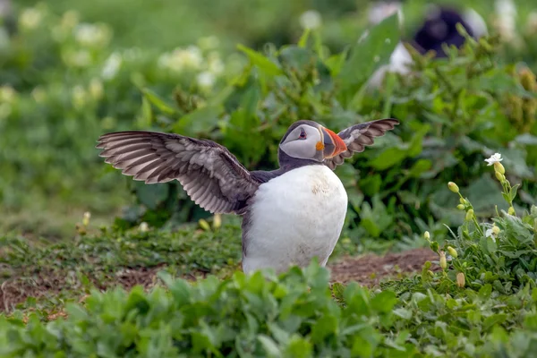 Atlantischer Papageitaucher flugbereit — Stockfoto