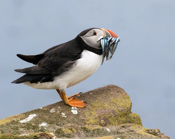 Puffin Atlântico com uma captura de enguias de areia — Fotografia de Stock