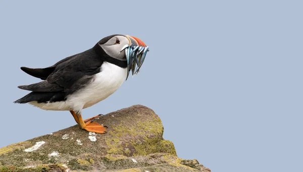 Atlantic puffin with a catch of sand eels — Stock Photo, Image