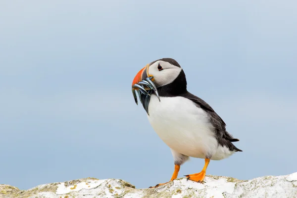 Atlantic puffin with a catch of sand eels — Stock Photo, Image