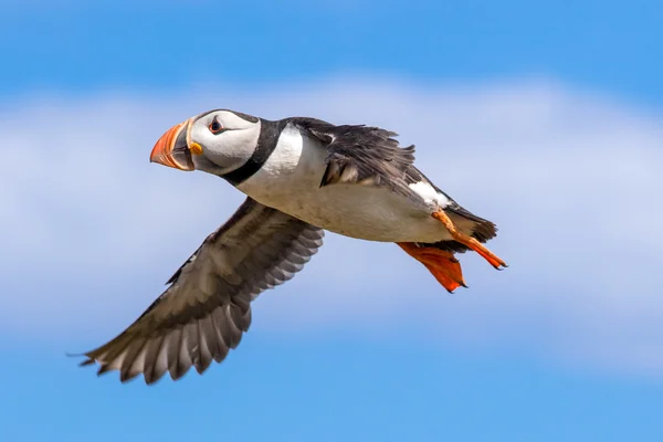 Atlantic puffin in flight — Stock Photo, Image