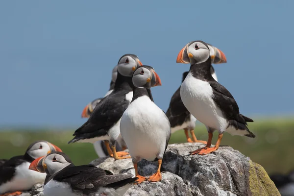 Atlântico puffin congregação — Fotografia de Stock