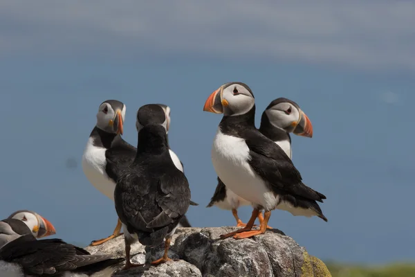 Atlantischer Papageitaucher — Stockfoto