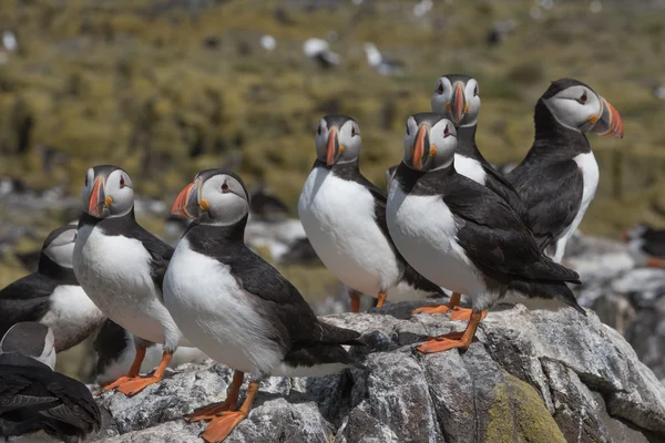 Atlantische papegaaiduiker congregatie — Stockfoto