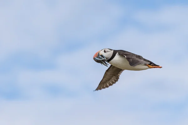 Lunnefågel i klassen med en fångst av fisk — Stockfoto