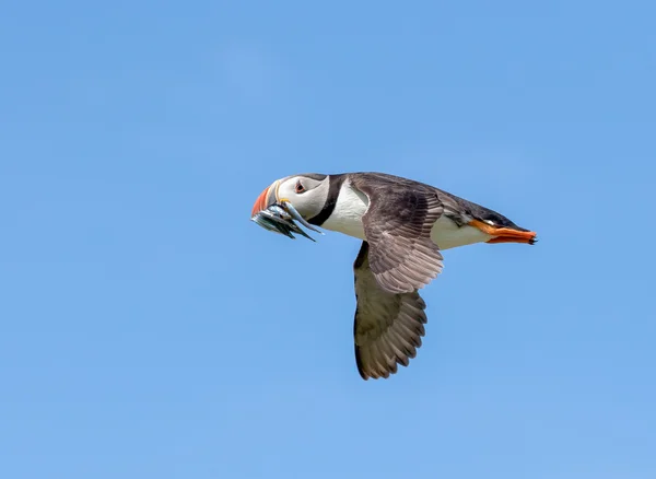 Atlantic puffin in flight — Stock Photo, Image