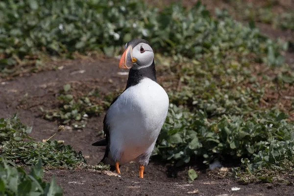 Atlantic puffin — Stock Photo, Image