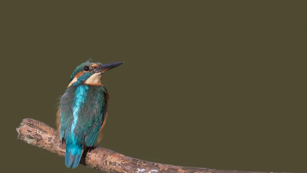 Kingfisher tittar upp — Stockfoto