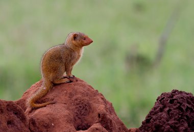 Dwarf mongoose on a termite mound clipart