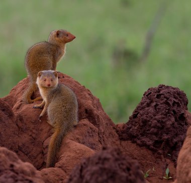 Dwarf mongooses on a termite mound clipart