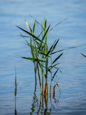 Sazlıklar sudan çıkar.