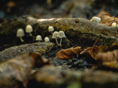 Ormandaki mantarlar, kapatın.