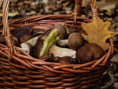 Sepetteki mantarlar.