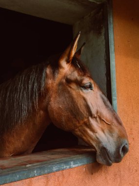 kahverengi at istikrarlı