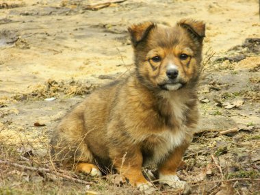 Parktaki şirin köpek portresi.