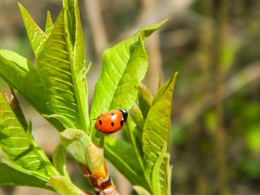Yeşil yapraklı kırmızı uğur böceği