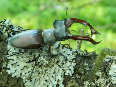 Geyik böceğinin yakın çekimi.