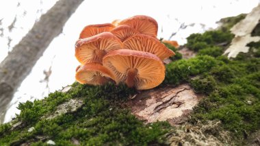 Ormandaki mantarlar. kış mantarları