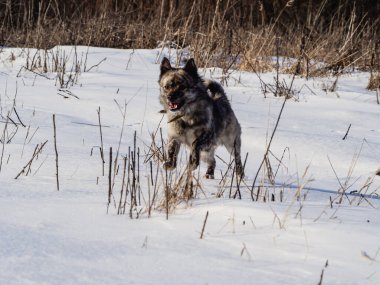 Bir köpek karlı bir arazide koşuyor.