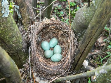 Bir daldaki yuvada yumurtalar.