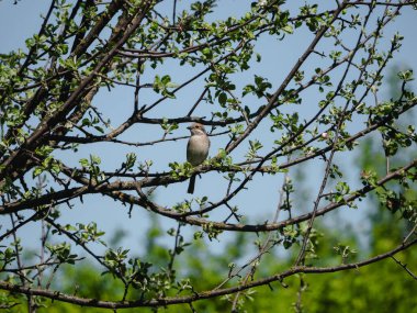 Bilinmeyen bir kuş bir dalda oturuyor.