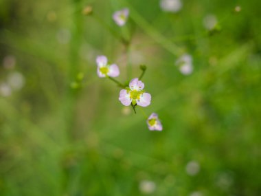 Bahçedeki güzel çiçekler