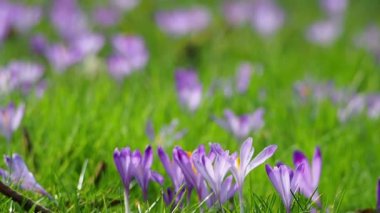 Mor çiçekler çimlerde