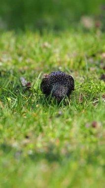 Bir sığırcık yeşil çimlerde yiyecek arıyor.