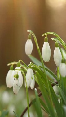İlkbaharda kar damlaları. ilk çiçekler