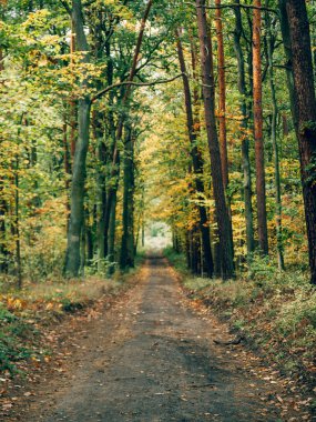 Sonbahar yaprakları ve ağaçlarla ormandaki patika.