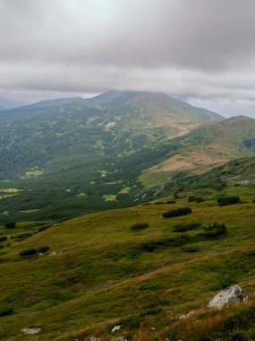 Karpat Dağları 'nın güzel manzarası. Ukrayna. Dikey görünüm