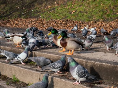 Ördekler ve güvercinler merdivenlerde oturuyor.