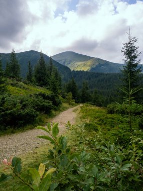 Karpat Dağları 'ndaki güzel dağ manzarası. Ukrayna. dikey görünüm