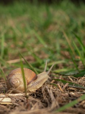 snail in green grass in the garden