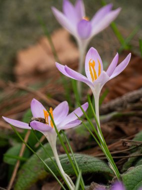 Bahçedeki Violet Crocus
