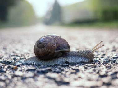 Bahçedeki yolda bir salyangoz