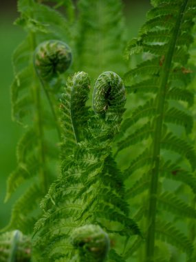 Genç yeşil eğrelti otları baharda çiçek açar. Eğreltiotu yaprakları salyangoz kabuğu gibi sarmalanmış..
