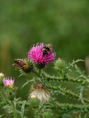 Bir yabanarısı devedikeni çiçeğinden tatlı nektar toplar. Dikenli bir bitkinin yakın çekimi. Bitkilerin böceklerle döllenmesi