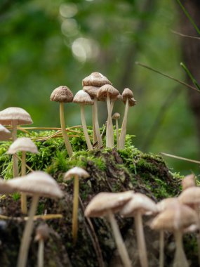 Yeşil arka planda bir sürü küçük gri mantar. Yakın plan. Makro fotoğrafçılık. Ormanda mantarlar.