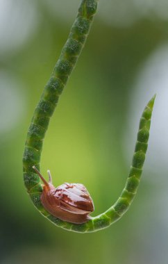 Kırmızı bir salyangoz sanki olta kamışına sallanıyor.